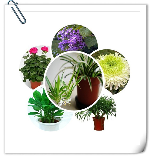 办公室蜜桃一区二区精品设计植物选择.jpg