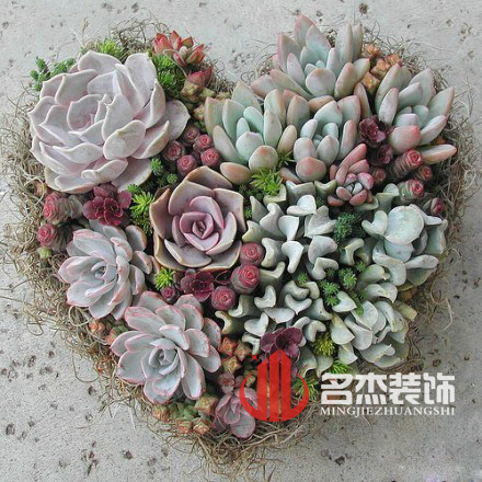 办公室蜜桃一区二区精品风水之多肉植物.jpg