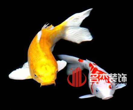 办公室蜜桃一区二区精品风水之养殖金鱼.jpg