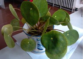 办公室蜜桃一区二区精品设计之叶子大植物.jpg