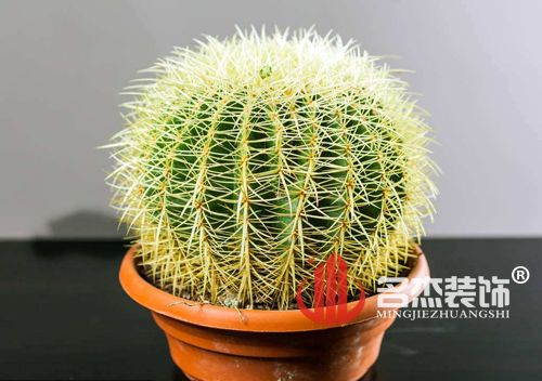 办公室蜜桃一区二区精品风水之仙人掌.jpg